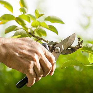 thumb_pruning