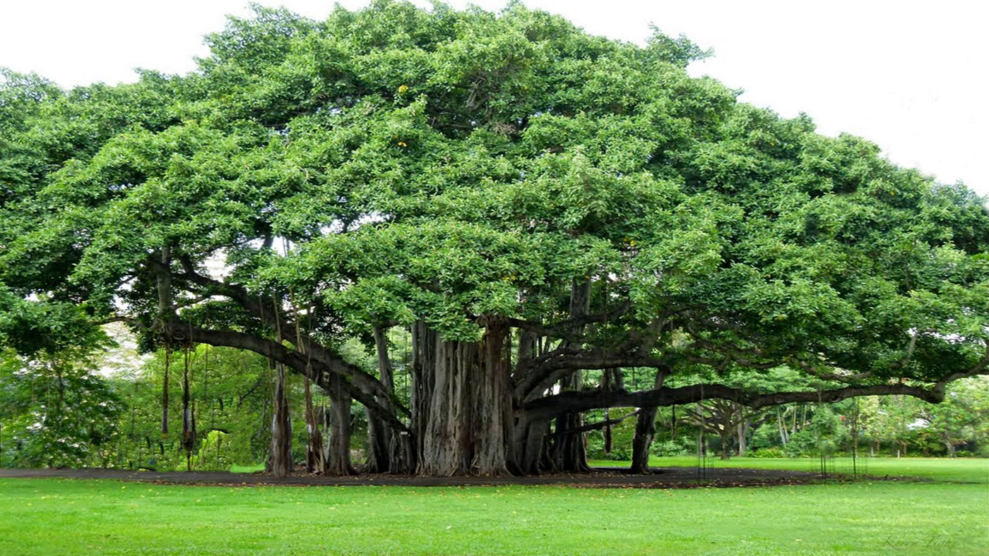 tree-myth